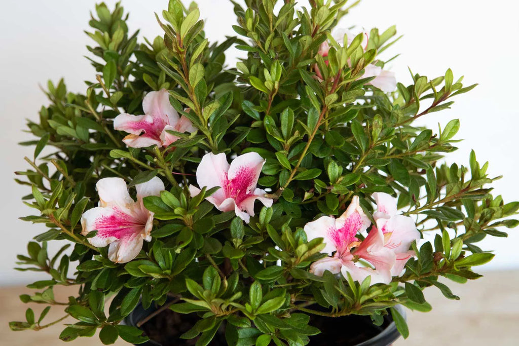 Pink Flowering Shrub (2 Gallon) Q812